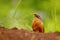 Lesser Ground-cuckoo, Morococcyx erythropygius, rare bird from Costa Rica. Birdwatching in South america. Bird cuckoo sitting on
