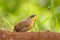 Lesser Ground-cuckoo, Morococcyx erythropygius, rare bird from Costa Rica. Birdwatching in South america. Bird cuckoo sitting on