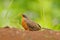 Lesser Ground-cuckoo, Morococcyx erythropygius, rare bird from Costa Rica. Birdwatching in south america. Bird cuckoo sitting on t