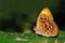 Lesser Harlequin butterfly