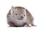 Lesser Hedgehog Tenrec against white background