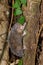 Lesser Hedgehog Tenrec, Echinops telfairi madagascar wildlife