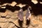 Lesser Horseshoe Bat