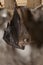 Lesser Horseshoe Bat with its young Rhinolophus hipposideros,