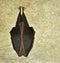 Lesser horseshoe bat Rhinolophus hipposideros