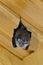 Lesser horseshoe bat (Rhinolophus hipposideros)