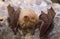 Lesser Horseshoe Bat (Rhinolophus hipposideros)