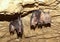 Lesser Horseshoe Bat (Rhinolophus hipposideros)