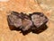 Lesser Horseshoe Bat Rhinolophus hipposideros