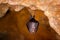 Lesser horseshoe bat, Rhinolophus hipposideros,  in the nature cave habitat, Cesky kras, Czech. Underground animal hanging from