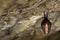 Lesser horseshoe bat, Rhinolophus hipposideros, in the nature cave habitat, Cesky kras, Czech. Underground animal sitting on stone