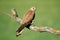 Lesser kestrel