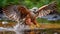 Lesser Kestrel bathing in the river