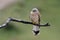 Lesser kestrel, Falco naumanni,