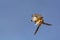 Lesser Kestrel Falco naumanni adult pair in flight fighting