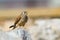 Lesser Kestrel female