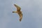 Lesser Kestrel, female - Falco naumanni - HÃ©rault, France