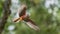 Lesser Kestrel flyin in the forest