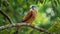 Lesser Kestrel in the forest