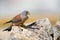 Lesser Kestrel male