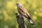 Lesser kestrel, male mouse, Falco naumann