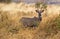 A Lesser Kudu