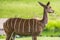 Lesser kudu from Africa