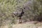 Lesser kudu Tragelaphus imberbis in savanna bushes at the Awash National Park, Ethiopia