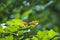 Lesser Marbled Fritillary, Brenthis ino, resting