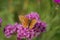 Lesser marbled fritillary butterfly on purple flower of thyme