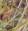 Lesser Marsh Grasshopper