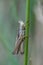 Lesser Marsh Grasshopper  - Chorthippus albomarginatus