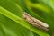 Lesser Marsh Grasshopper - Chorthippus albomarginatus