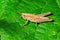 Lesser Marsh Grasshopper Nymph - Chorthippus albomarginatus resting on a leaf.