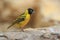 Lesser masked weaver