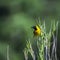 Lesser Masked Weaver in Kruger National park, South Africa