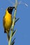 Lesser masked weaver (Ploceus intermedius)