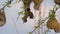 Lesser Masked Weaver, ploceus intermedius, Male and Female standing on Nest, in flight, Flapping wings, Baringo Lake in Kenya