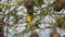 Lesser Masked Weaver, ploceus intermedius, Male standing on Nest, in flight, Flapping wings, Baringo Lake in Kenya,