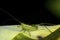 Lesser meadow katydid nymph on a milkweed leaf in Connecticut.