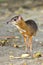 Lesser mouse deer