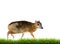 Lesser mouse deer isolated