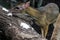 Lesser Mouse-Deer (Tragulus kanchil)