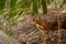 Lesser mousedeer, or mouse-deer, Tragulus kanchil standing in bushes