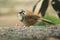 Lesser necklaced laughingthrush