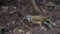 Lesser Necklaced Laughingthrush Feeding On Soil