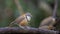 Lesser Necklaced Laughingthrush On Wooden Log