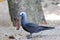 Lesser Noddy Anous tenuirostris