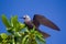 Lesser Noddy Anous tenuirostris