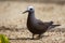 Lesser Noddy Anous tenuirostris